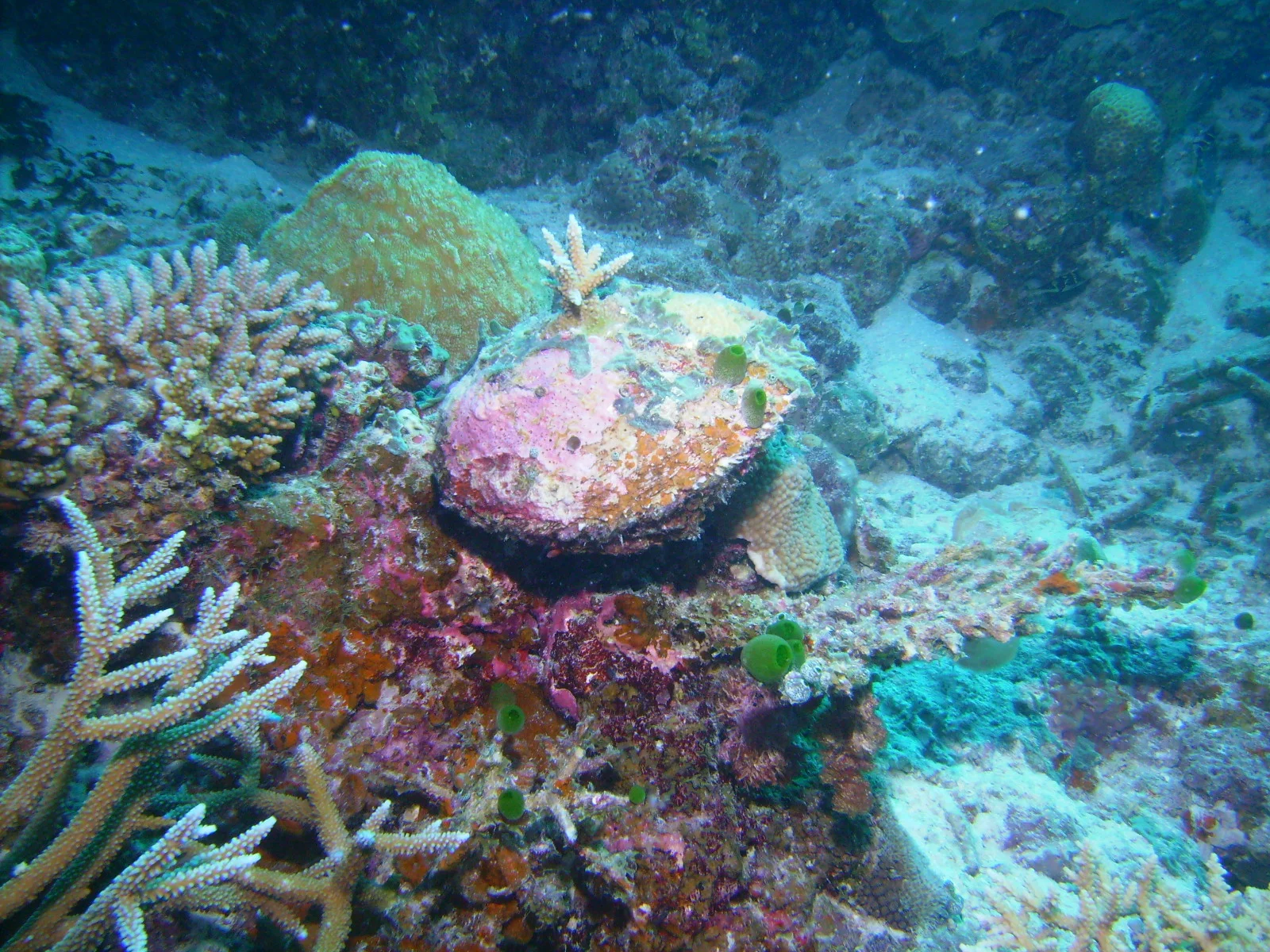 PICT0042.JPG