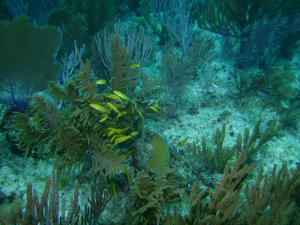 PICT0012a.JPG