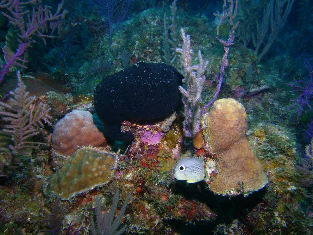 PICT0027.JPG