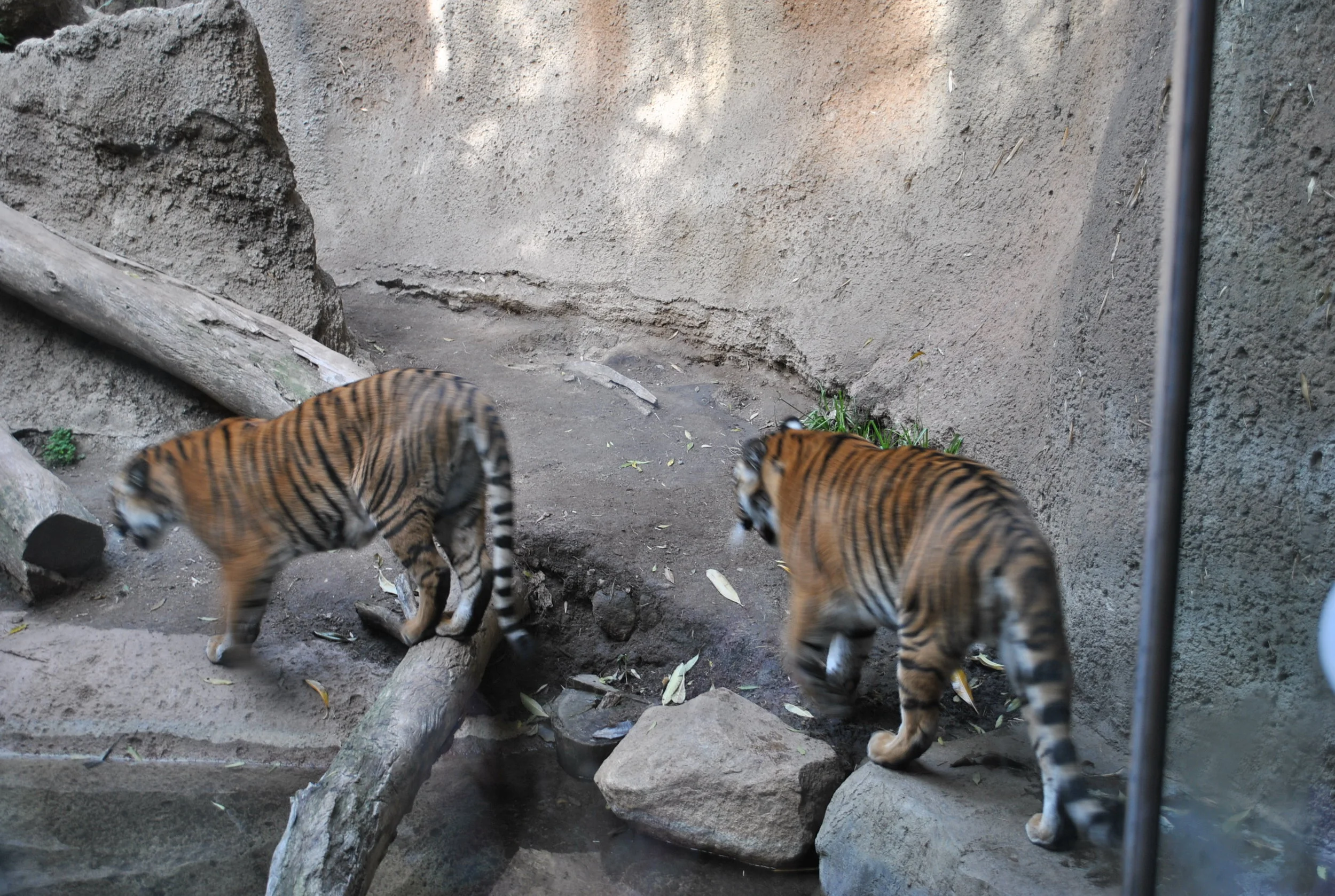 DSC_0432.jpg