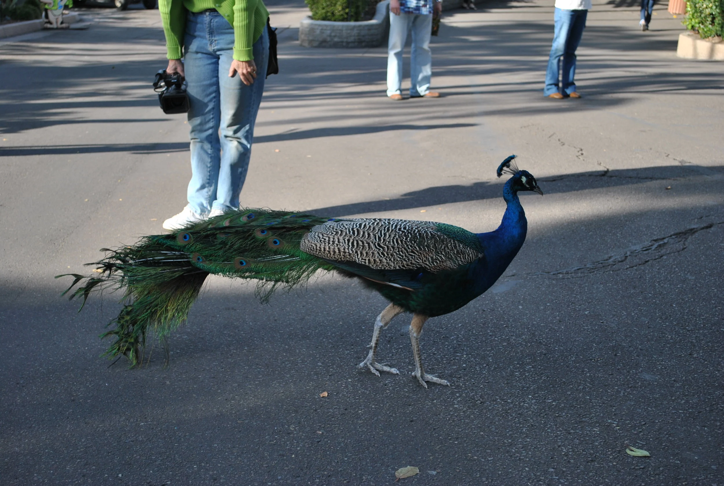 DSC_0446.jpg
