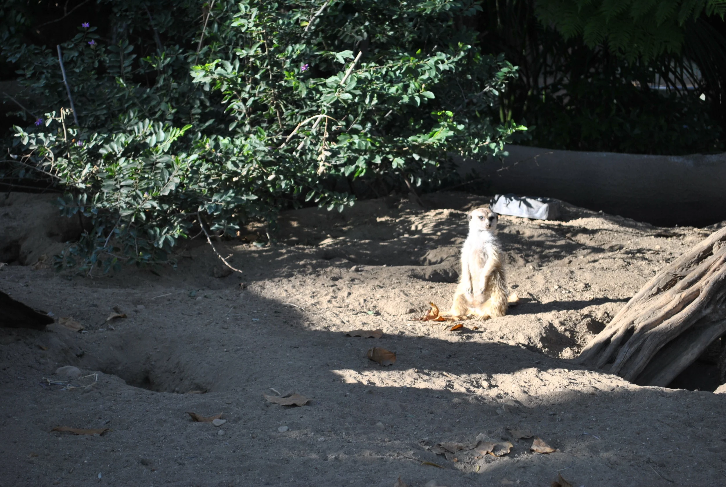 DSC_0462.jpg