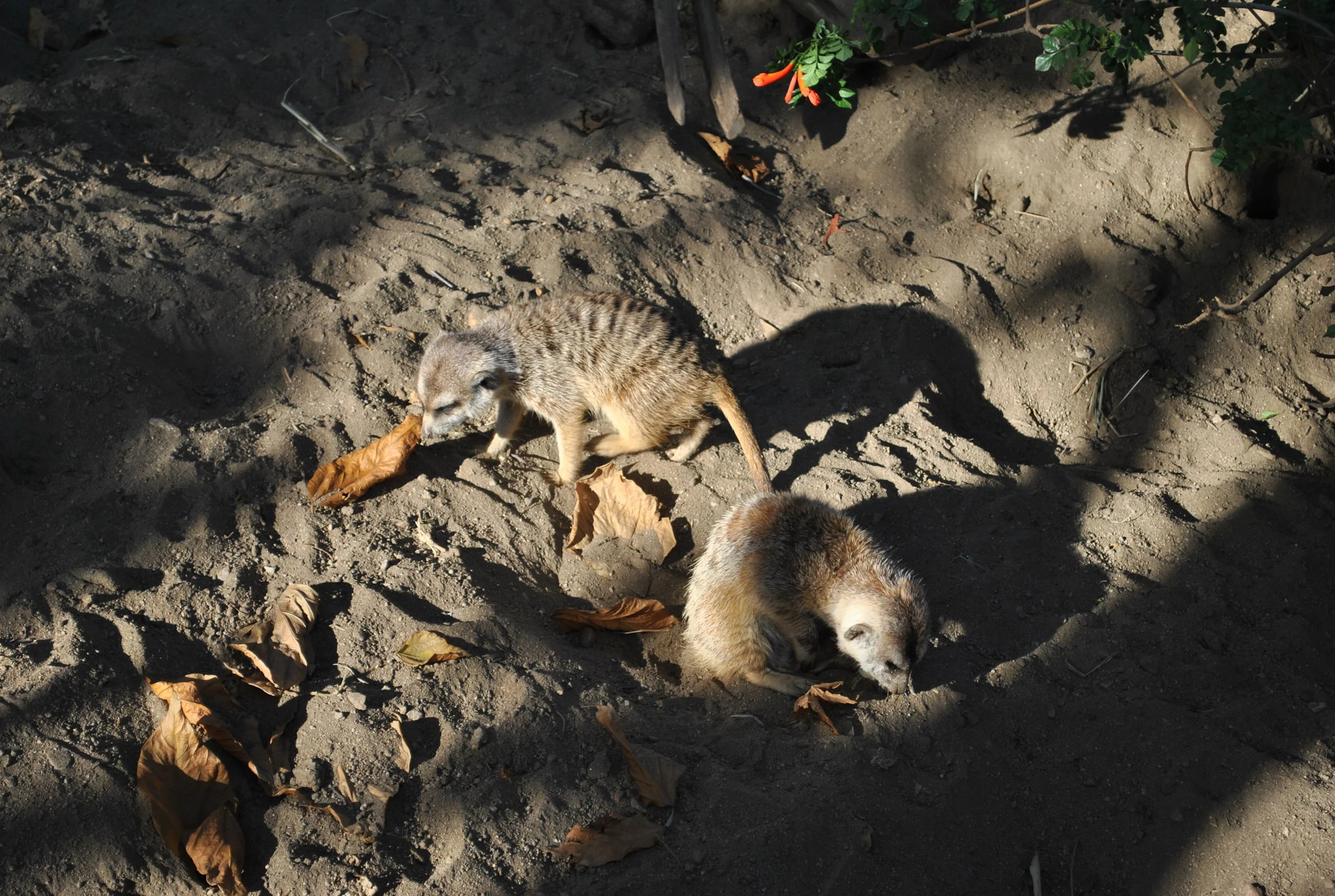 DSC_0463.jpg
