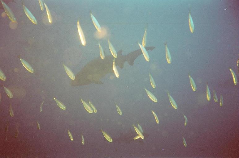 013_013b.JPG