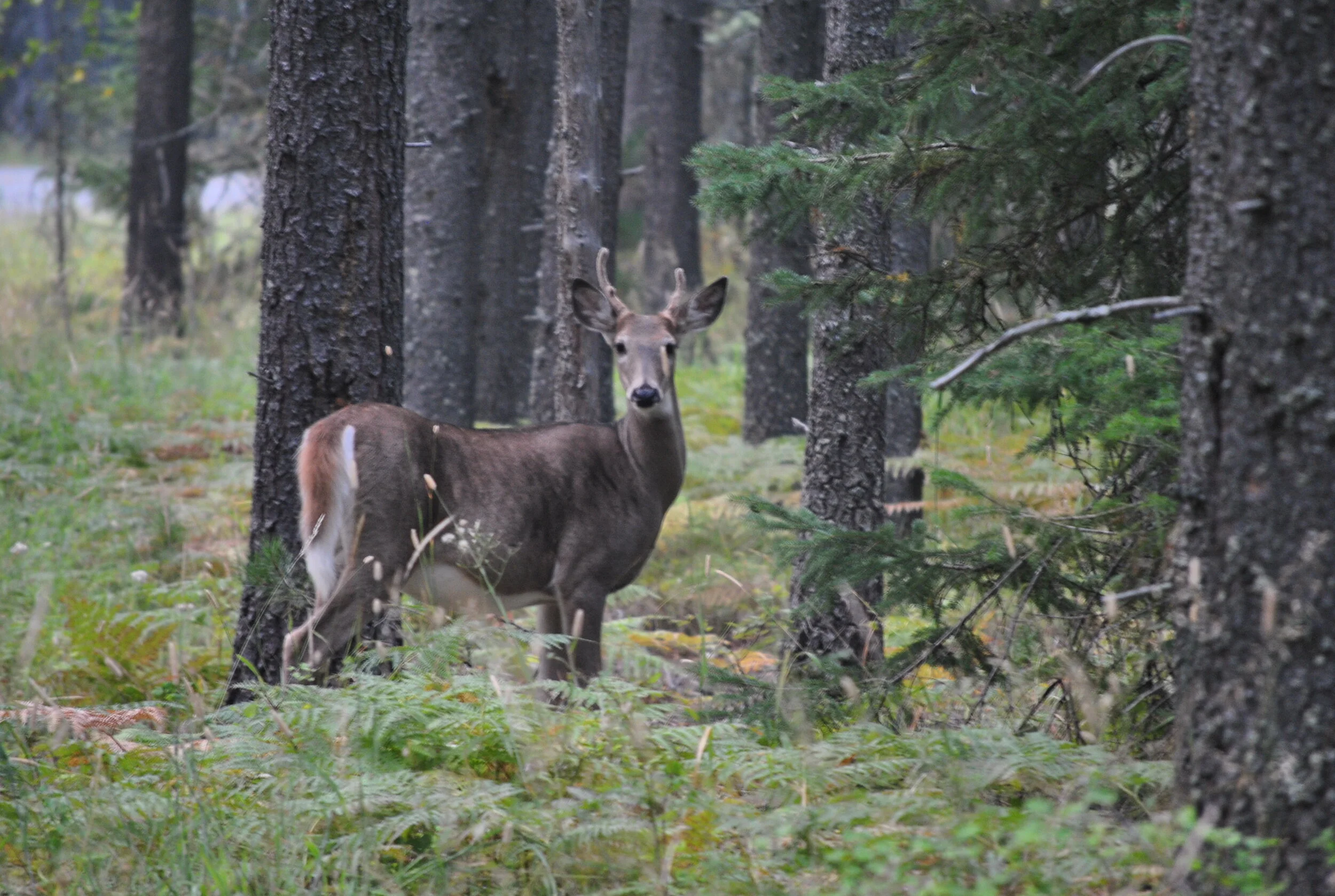 DSC_9429.JPG