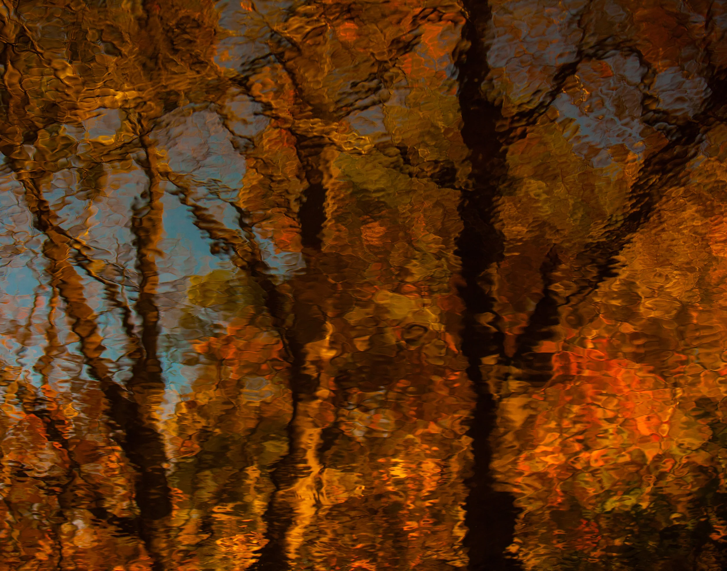 Trees A Blaze