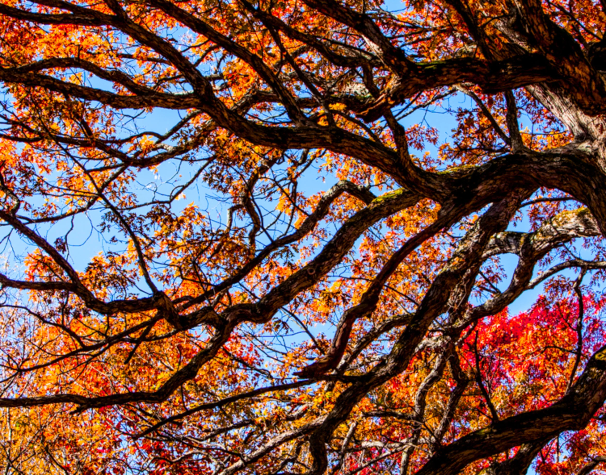 MichaelRobertHartmanPhotography-Branched-0756.jpg