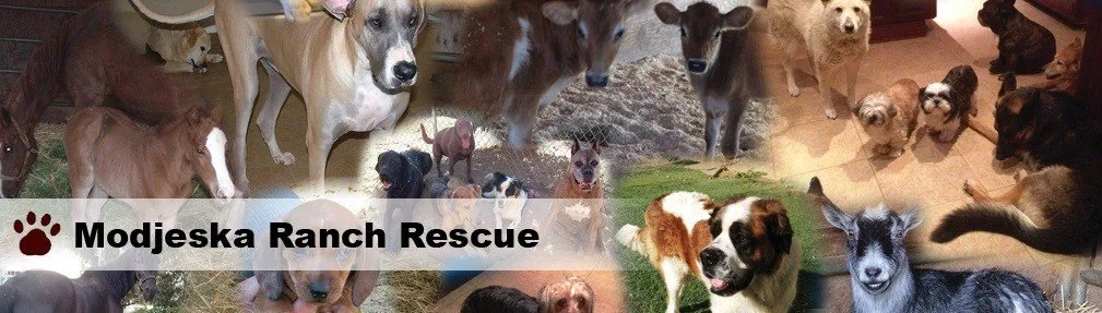 Blessing of the Animals - Modjeska Ranch Rescue