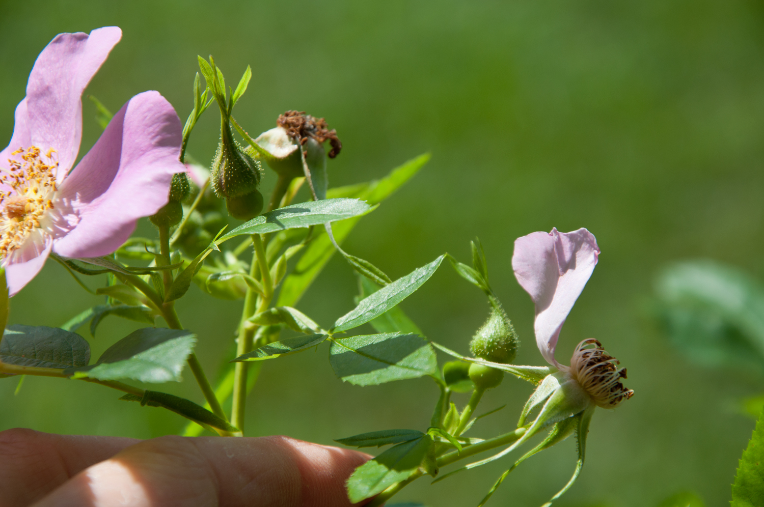 Website-Holding-wild-rose-2018.jpg