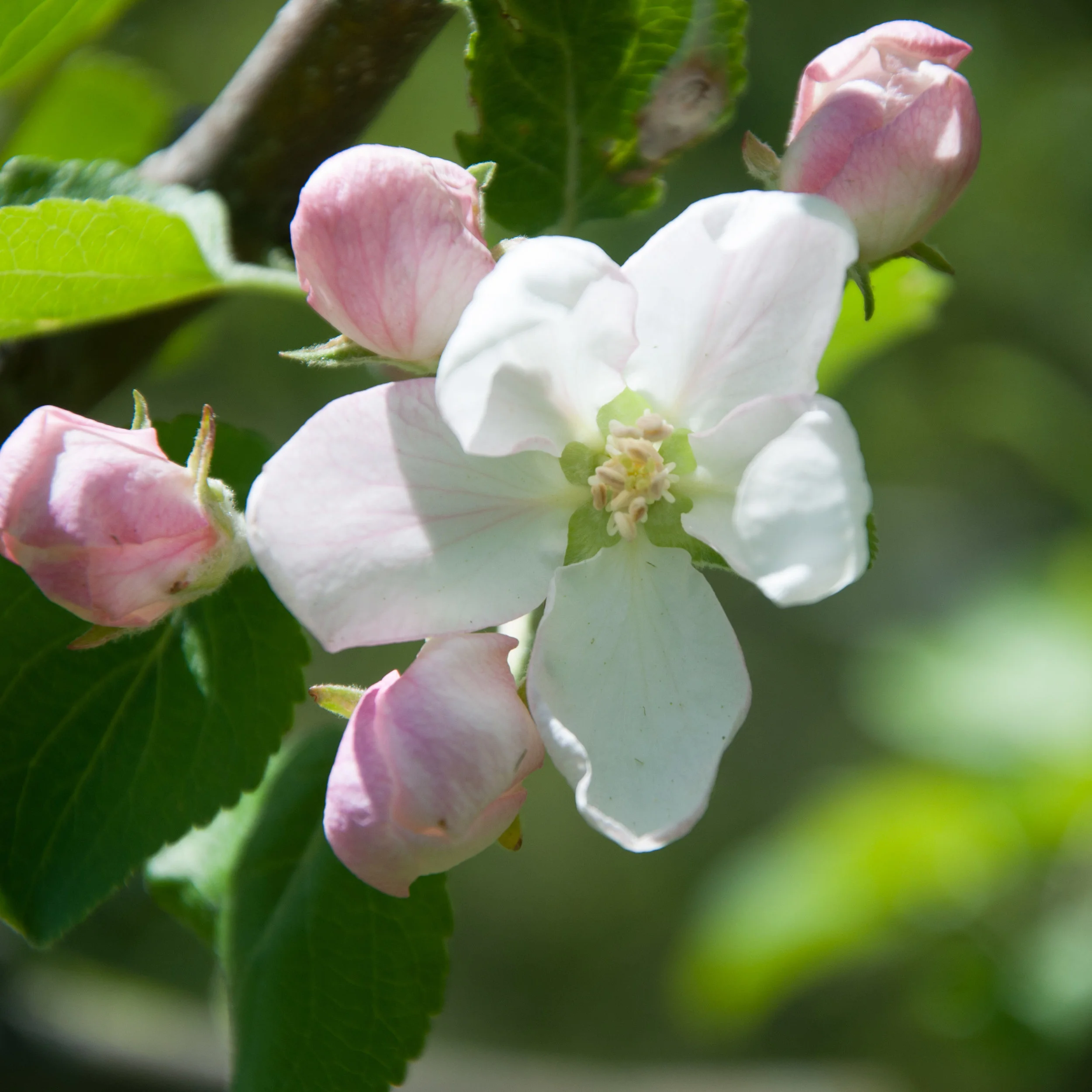 Apple-Blossom-IG.jpg