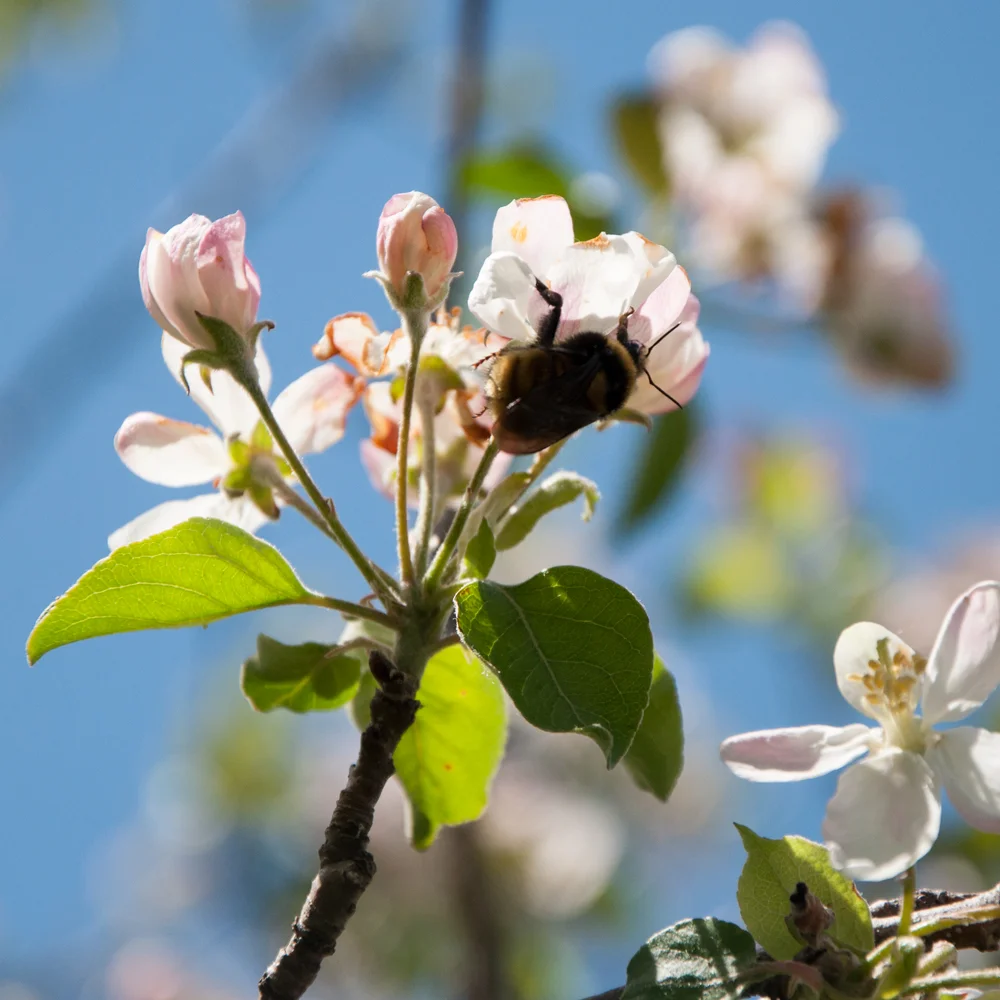 IG--Apple-blossom-with-bee-June-7,-2018.jpg