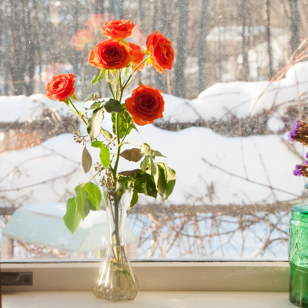 IG--orange-roses-on-ledge.jpg
