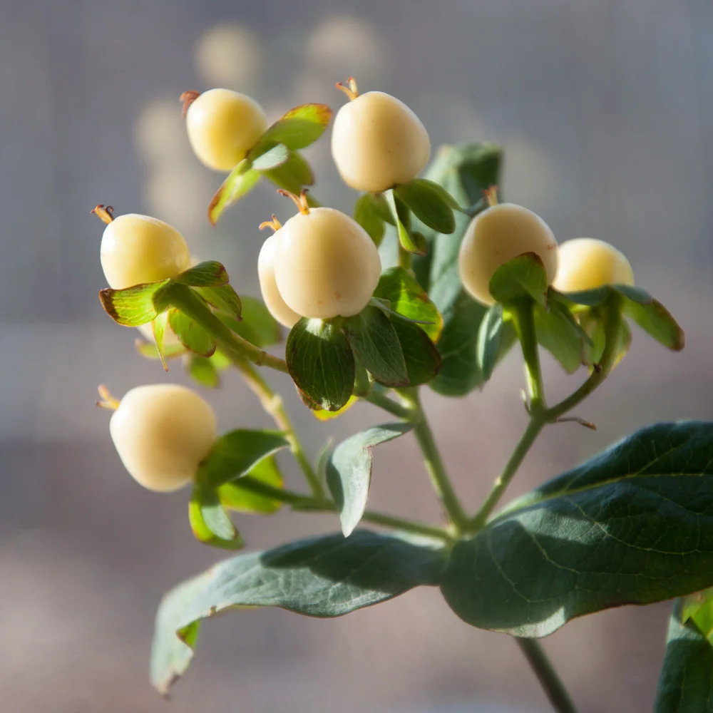 IG--Hypericum-Berries-yellow-Jan.-31,-17 - Copy.jpg