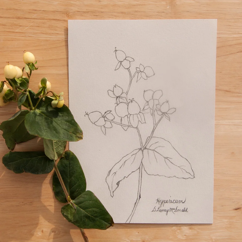 IG--Hypericum-Sketch-finished-Feb-2,-2017 - Copy.jpg