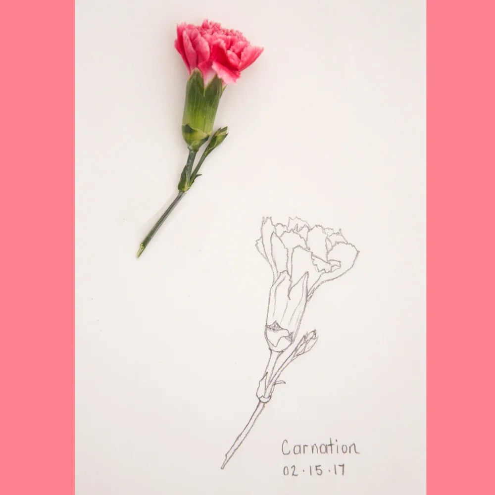 IG--Carnation-Feb-15,-2017.jpg