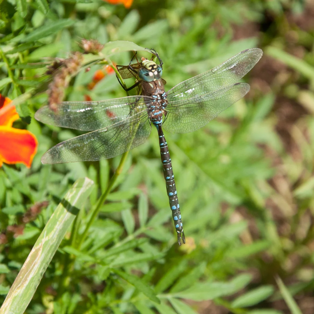 IG--Nasturtium-dragonfly-Sept-16,-2016.jpg