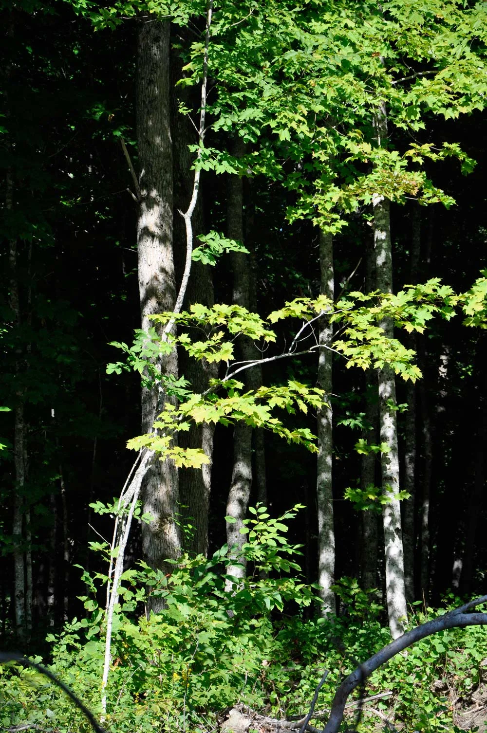 Hints-of-fall-location.jpg