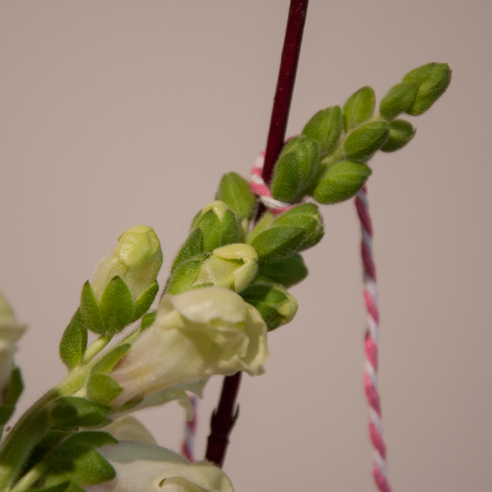 IG--Snapdragons--tricks-with-string-Mar.-21,2018.jpg