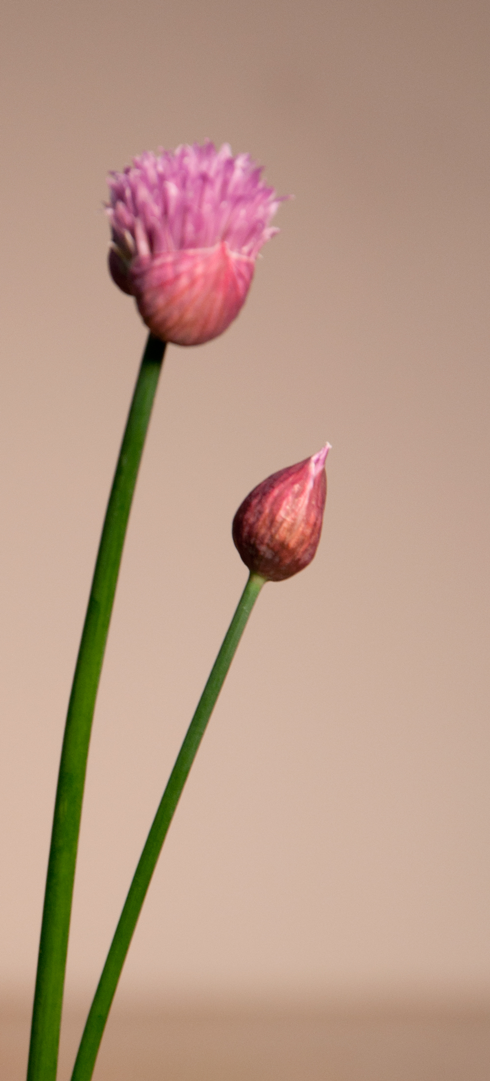 Chives-mini-photo-set-up.jpg