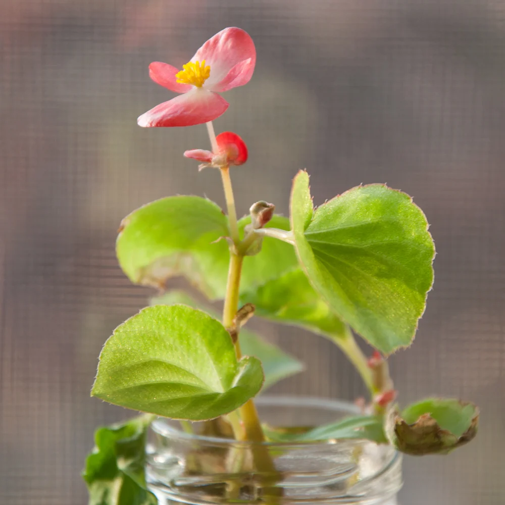 IG--Wax-Begonia-Nov.-24,-2017.jpg
