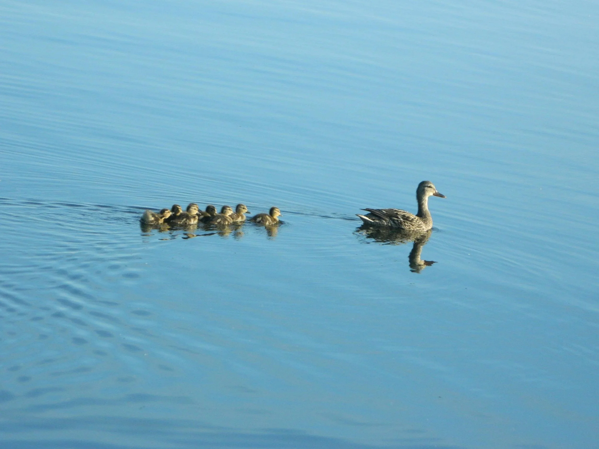 A mother duck swimming in open water followed closely by her ducklings, representing early childhood attachment patterns and bonding.