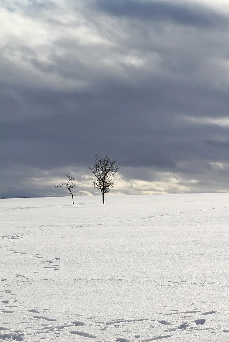 Snowy.jpg