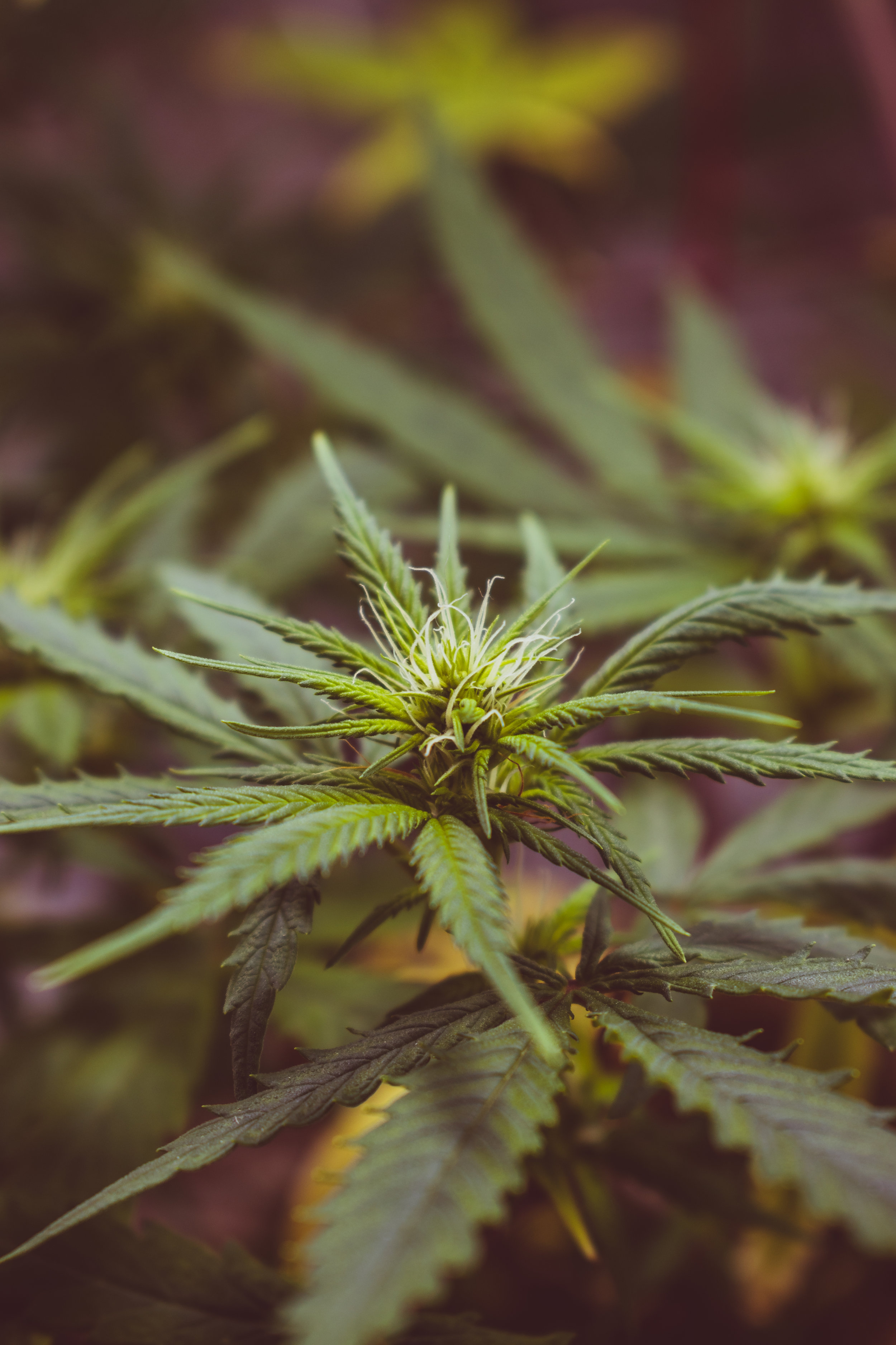 Misconceptions about CBD and THC