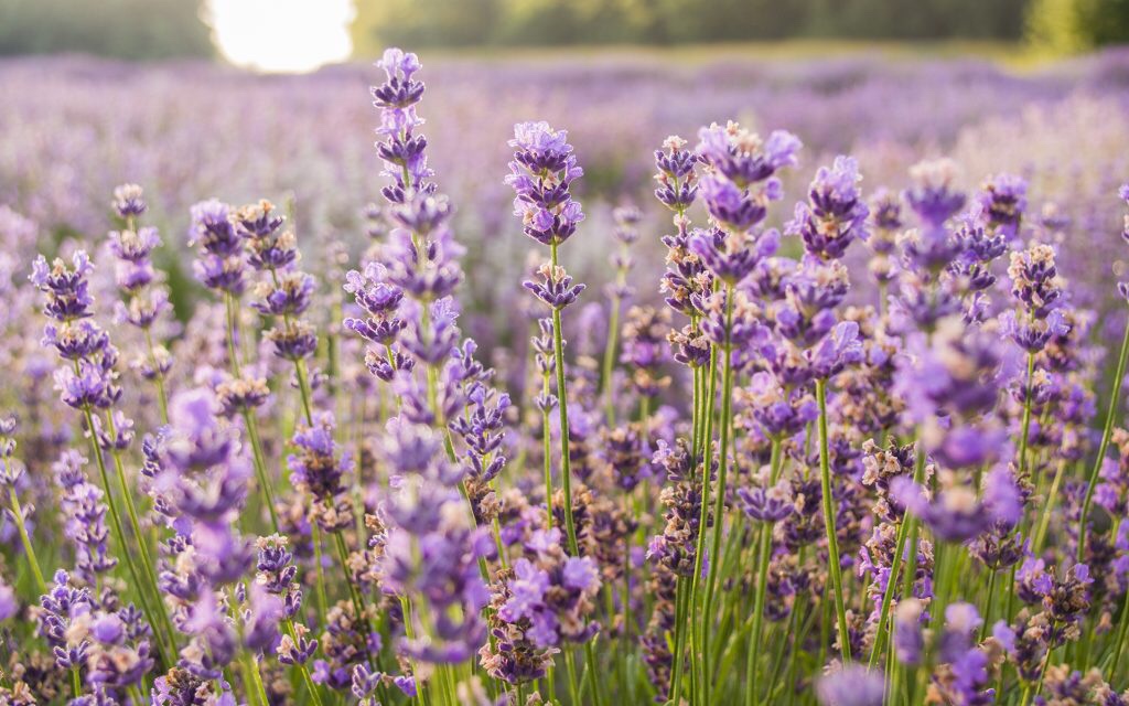 Linalool in our hemp products can be useful in controlling MS symtpoms.
