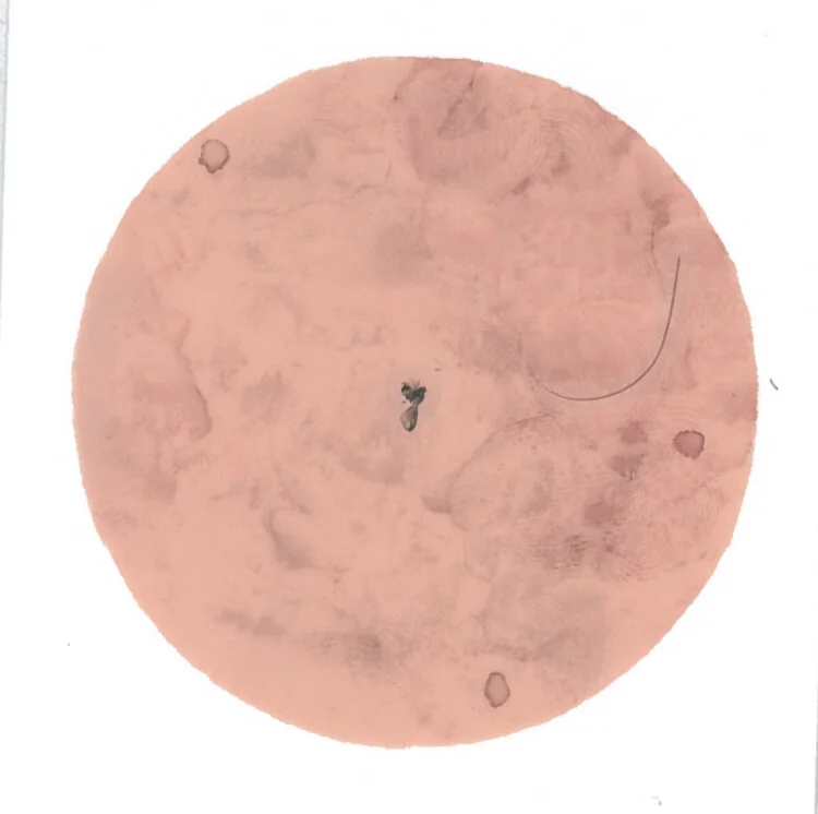 Doyle_To swallow a fly_2.jpg