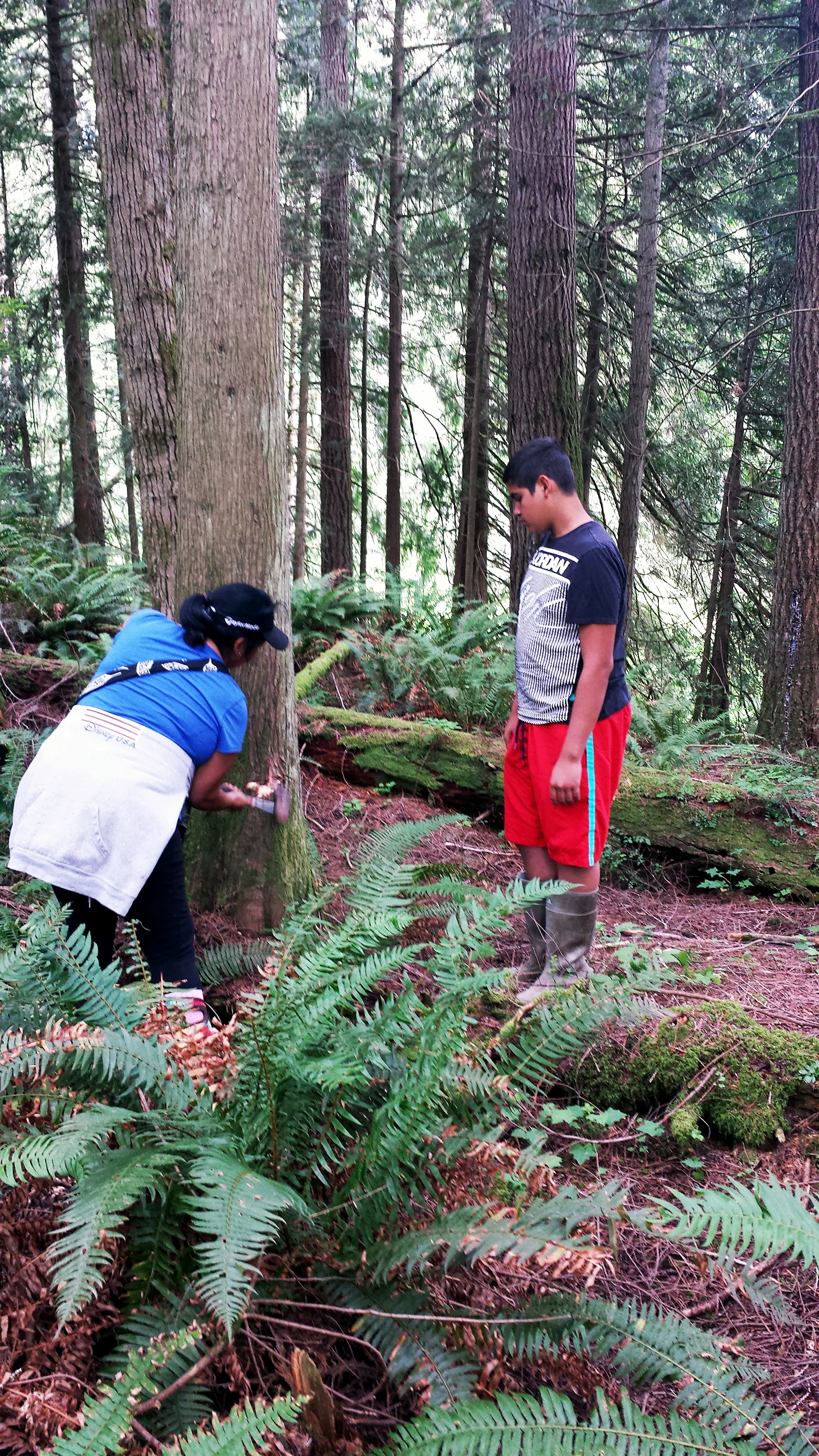The Hunting & Wildlife Program also works with tribal youth to teach how to harvest cedar from selected private and public forests. Photo: Brandon Nickerson & Vallentino Villaluz