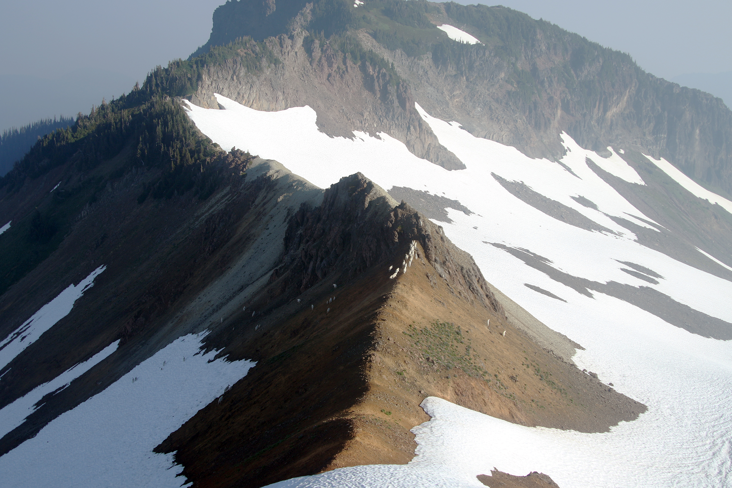 SwinClimate4_Wildlife7_MtnGoats_MtBaker_2.jpg