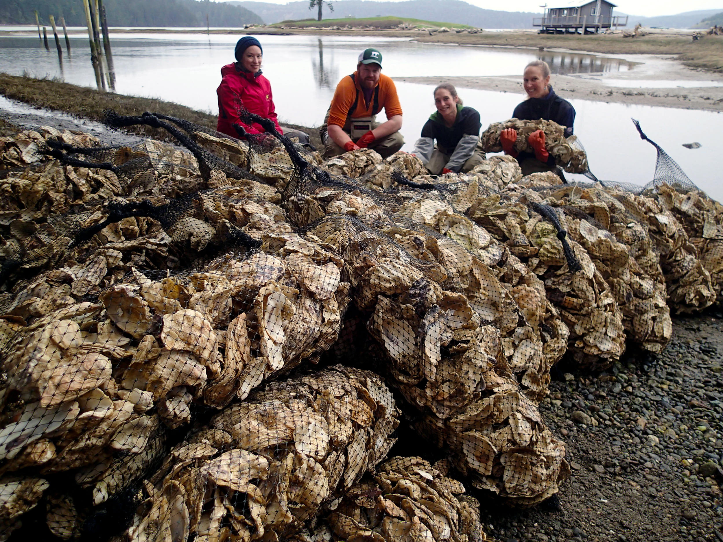  Swinomish Fisheries staff pose next to bags of Pacific oyster shell “seeded” with young Olympia oysters. The Olympia oysters were left in the bags in the intertidal zone for a year in order to protect the young oysters from predators. Staff came bac