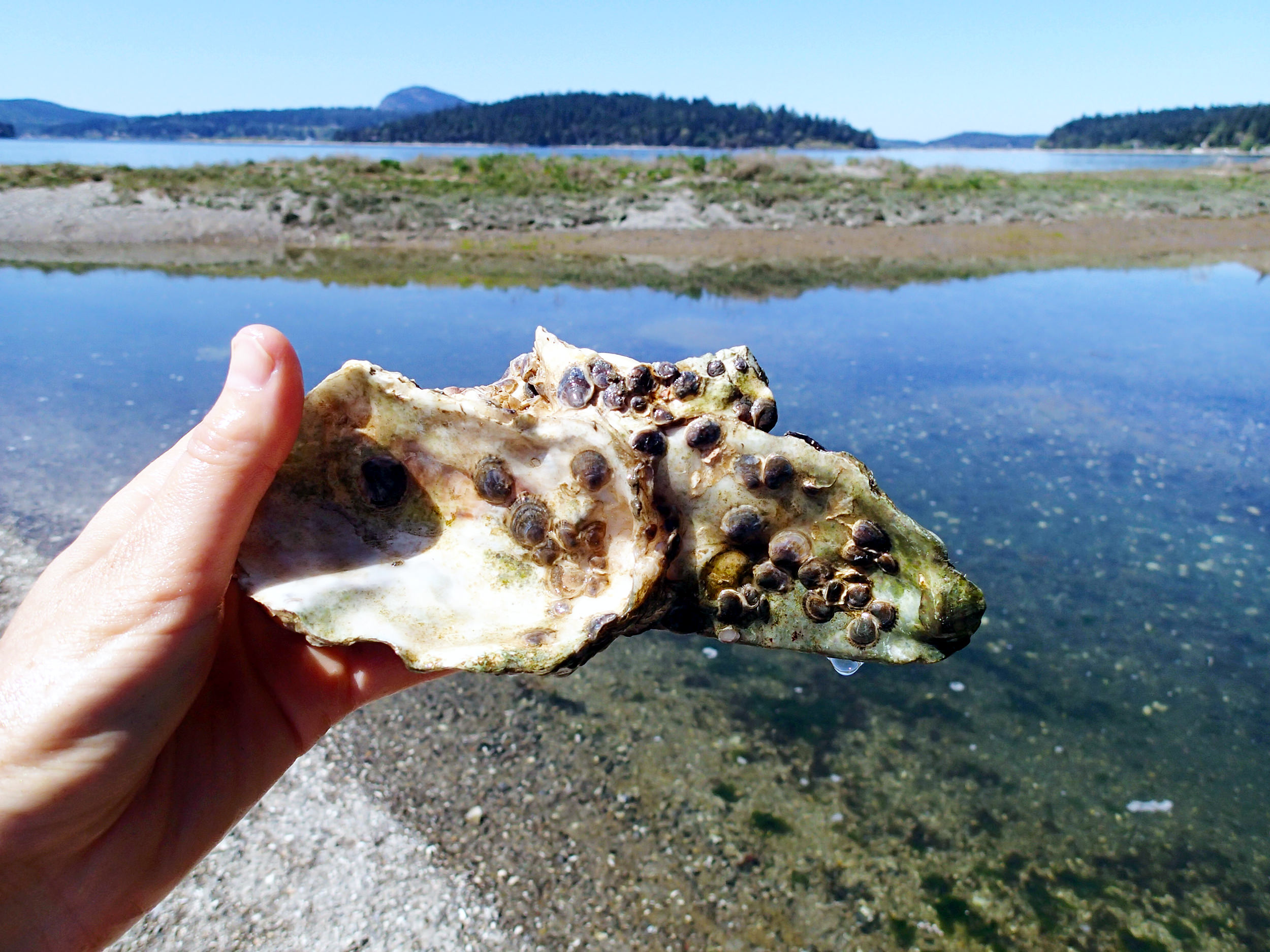  This Pacific oyster shell is seeded with juvenile Olympia oysters called “spat.” These shells were placed on beaches on the Swinomish Reservation where they could grow and reproduce. Photo: Swinomish Fisheries 