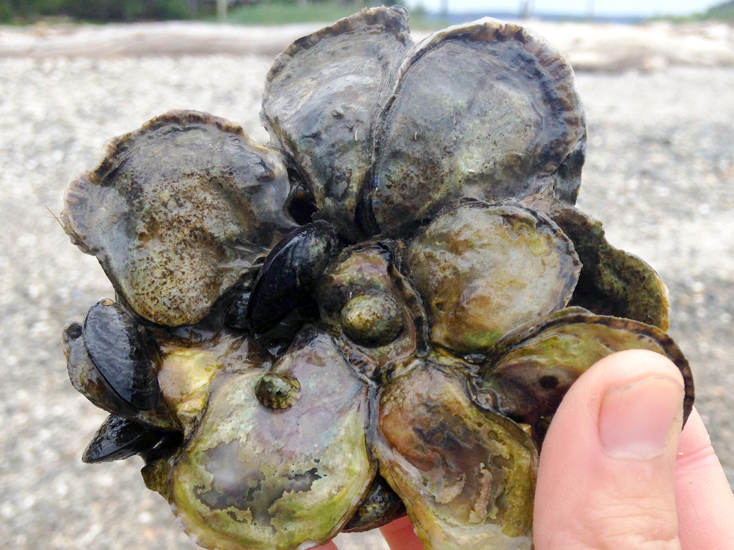  Adult Olympia oysters Photo: Swinomish Fisheries 
