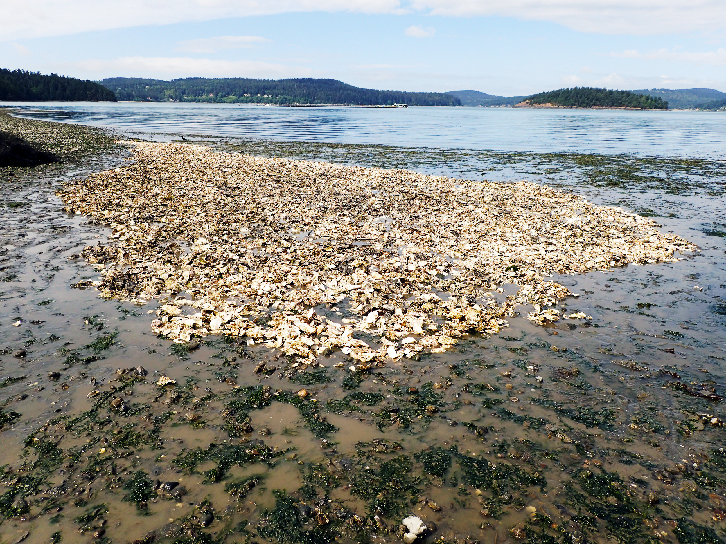  Newly spread oyster shell should provide the habitat-limited Olympia oyster larvae with a place to settle and grow. Restoring the habitat for this native oyster is one step toward providing the species with the means to naturally expand their beds o