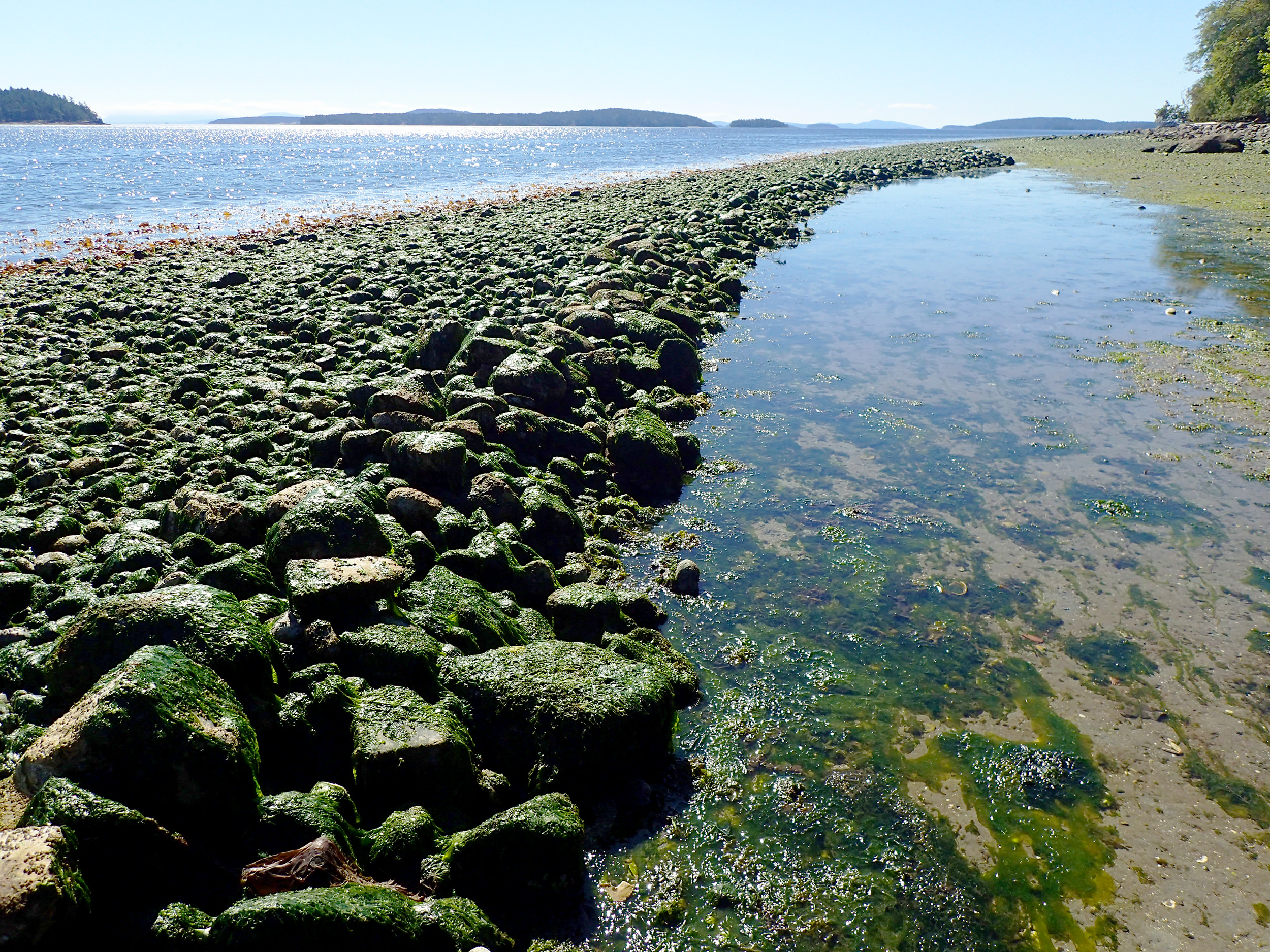  The Fulford Harbor clam garden is a half a mile long and supports a diverse marine community. Photo: Julie Barber 