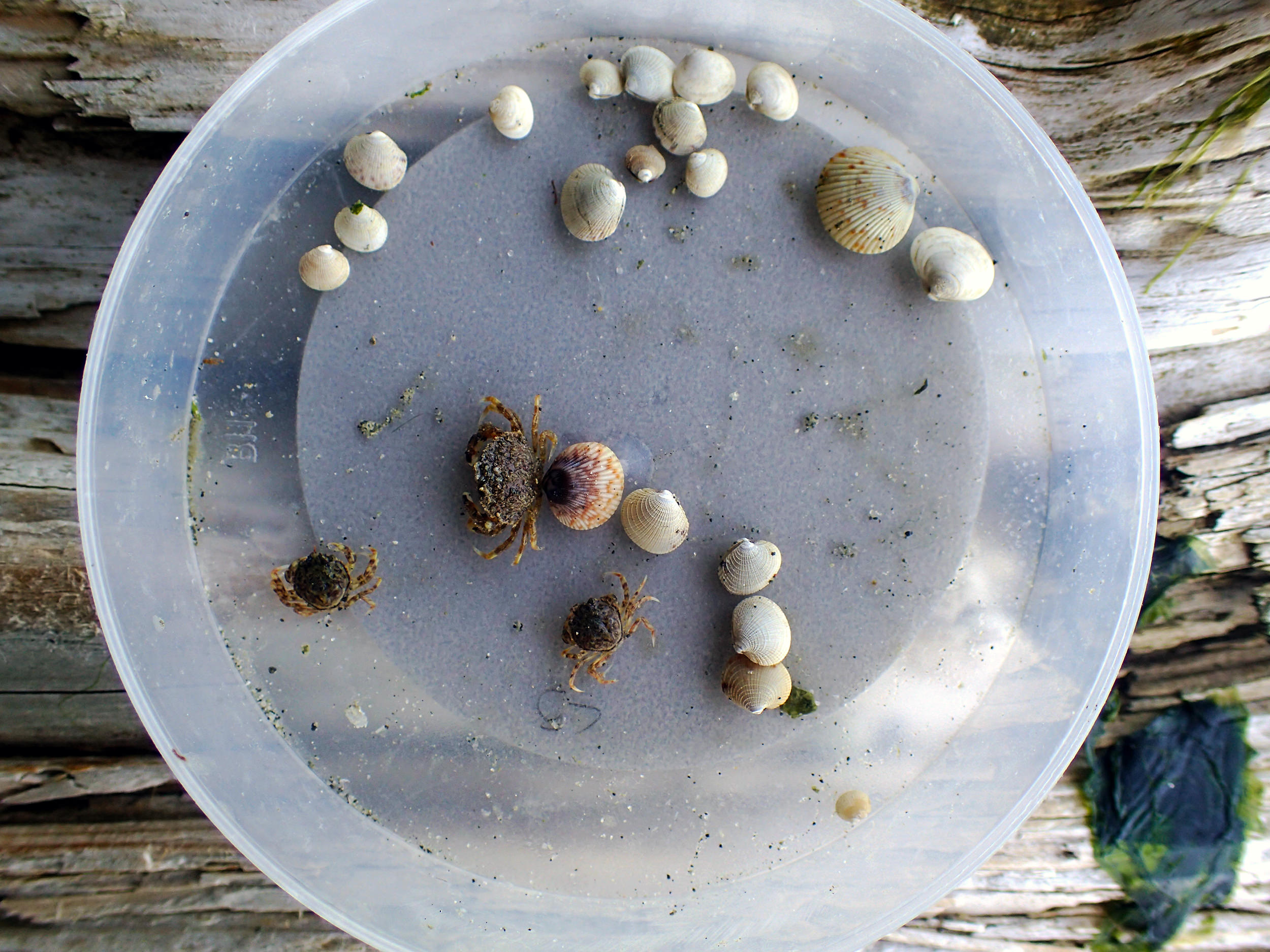  A sample of juvenile clams and Dungeness crab temporally collected from the Fulford Harbor clam garden site. Photo: Courtney Greiner 