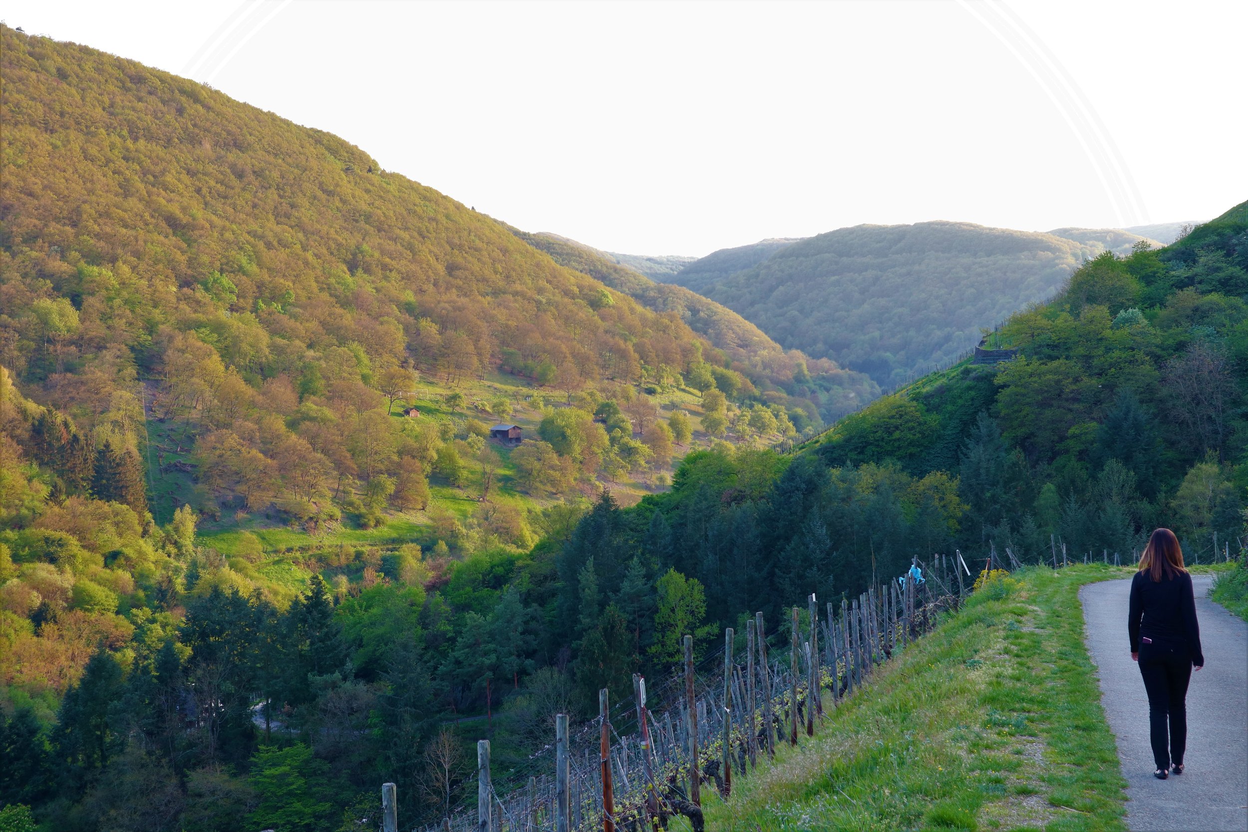 4 Days Exploring Germany’s Rhine and Moselle Valley Regions