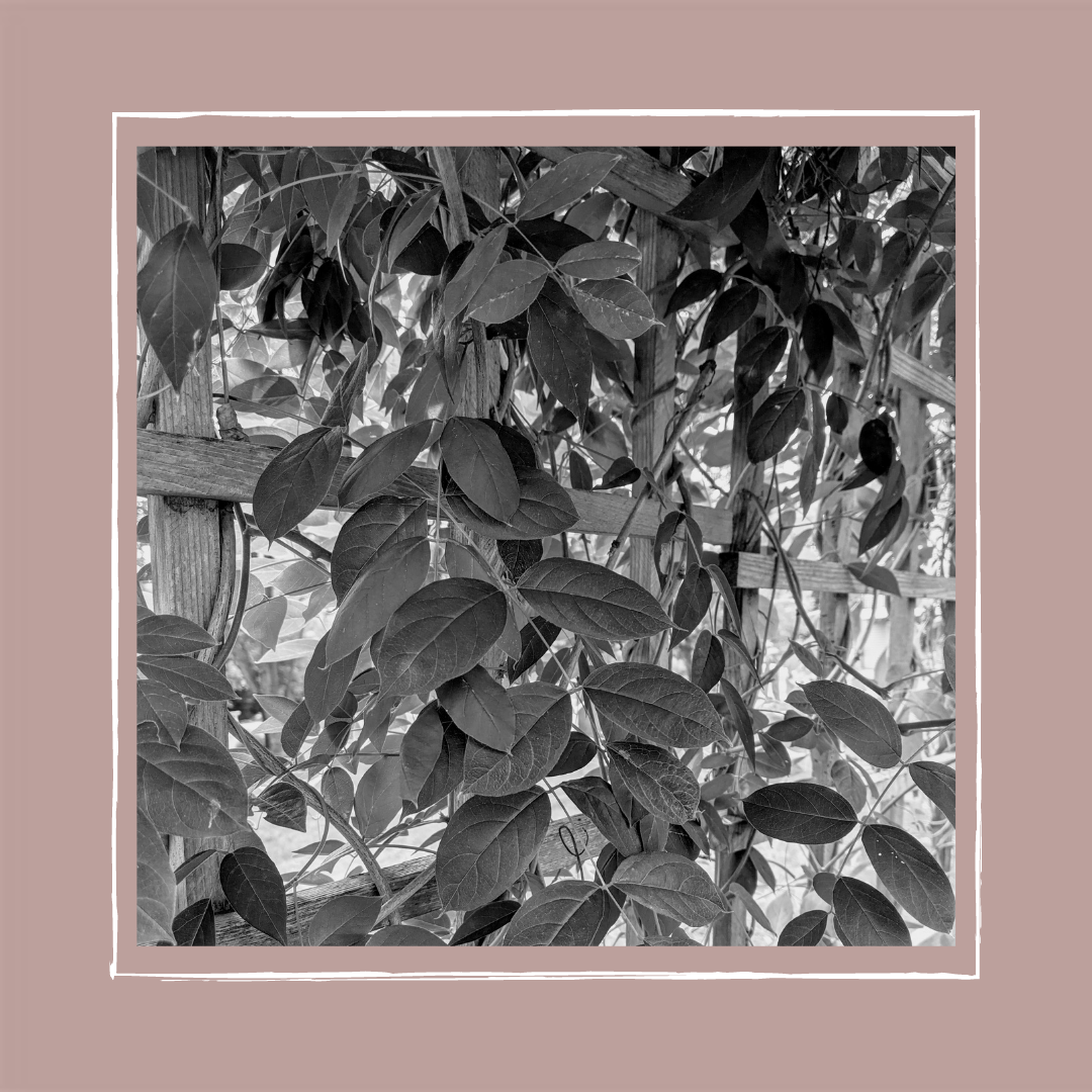 “Do you know you have an invasive species growing here?”