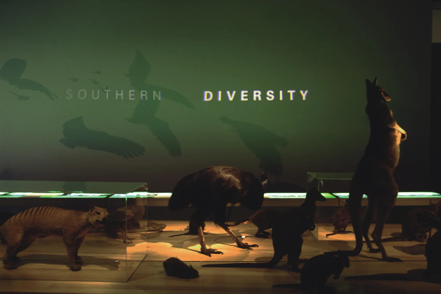 FRD-Southern-Diversity-1.jpg