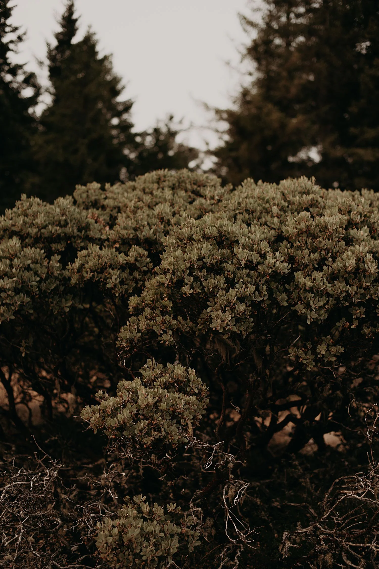 Brenna-Ben-Oregon-Elopment_0811.jpg
