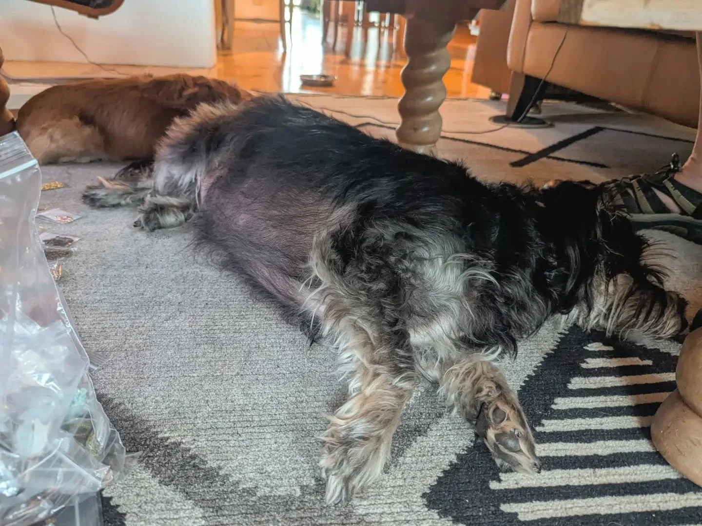 Two little dogs "helping" their girl with work.
(Sleeping on the job... pffft!)