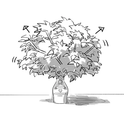 bio_califia.jpg
