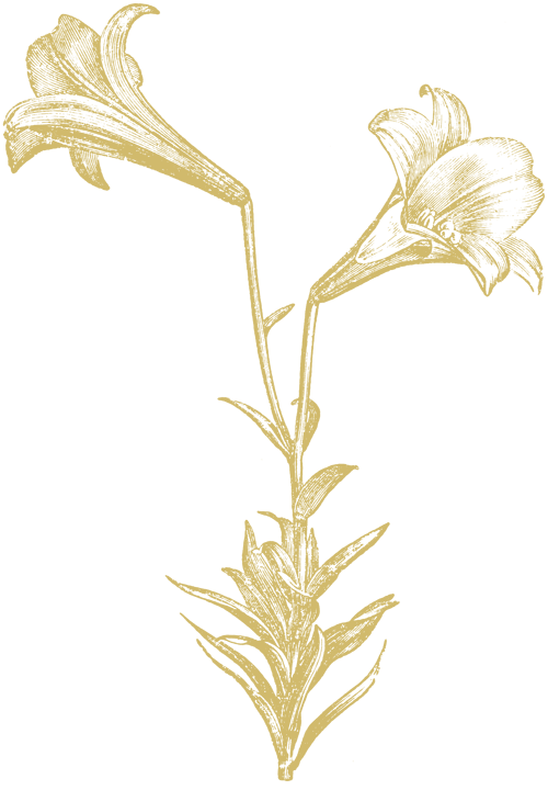 Lily Eatery Illustration