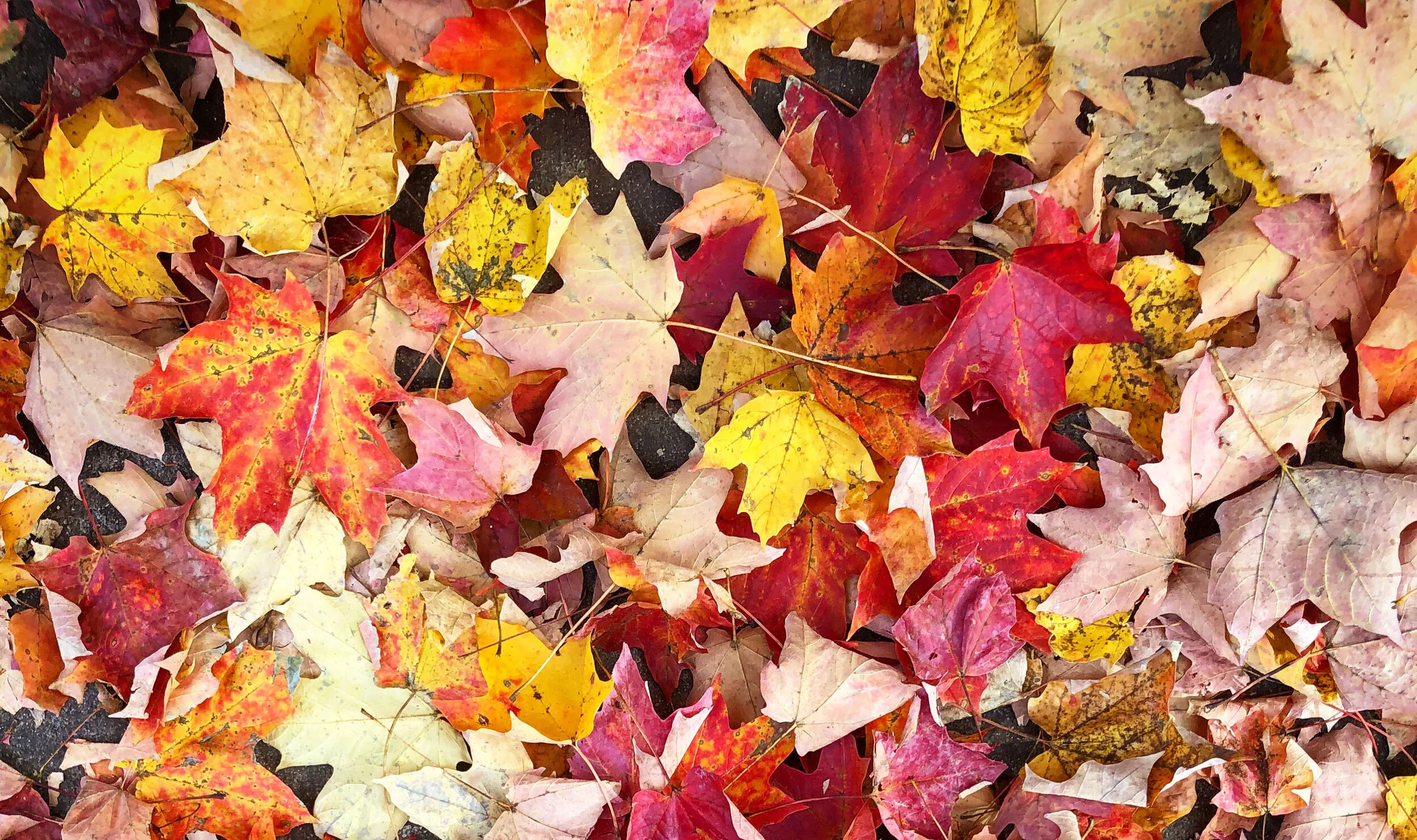 leafbackground.jpg
