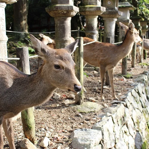 nara%2Bdeer.jpg