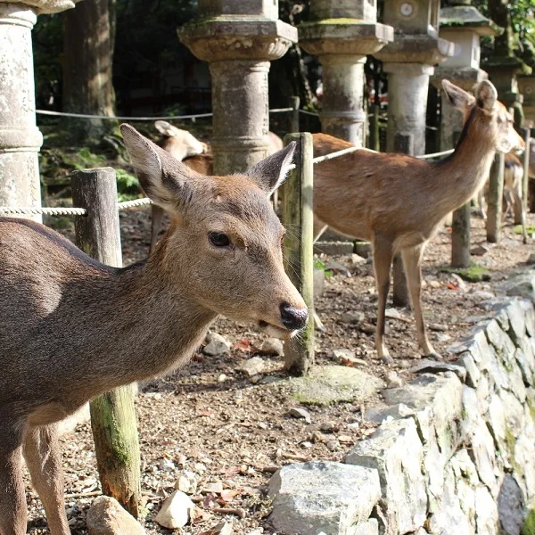 nara%2Bdeer.jpg