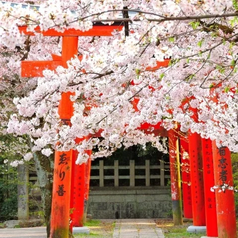 kyoto+cherry+blossoms+shrine.jpg