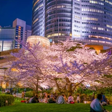tokyo+cherry+blossoms+hanami+night.jpg