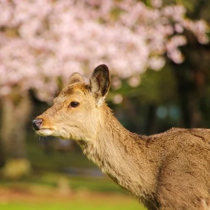nara+deer+cherry+blossom.jpg